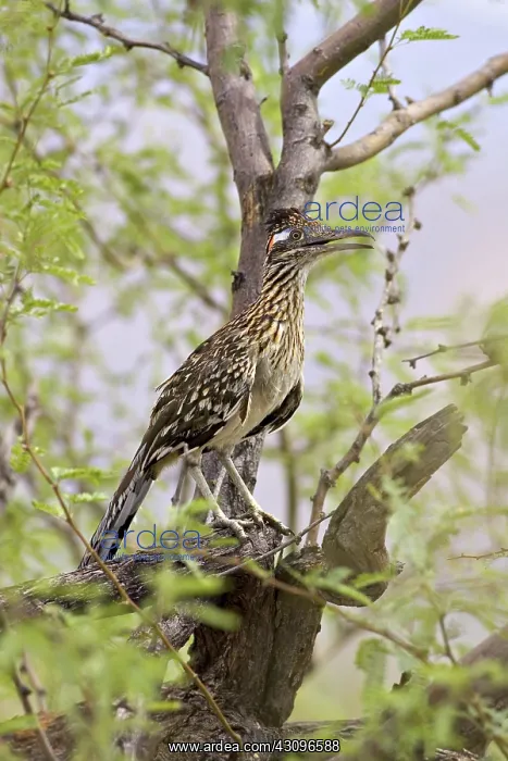 : Greater Roadrunner : Greater Roadrunner