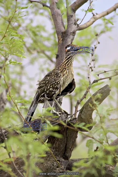 : Greater Roadrunner : Greater Roadrunner