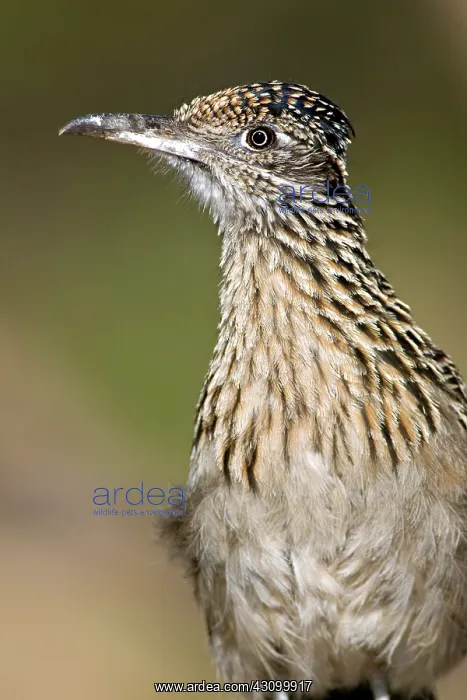 : Greater Roadrunner : Greater Roadrunner