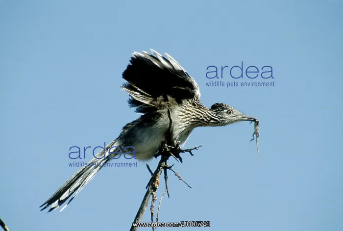 : Greater Roadrunner : Greater Roadrunner
