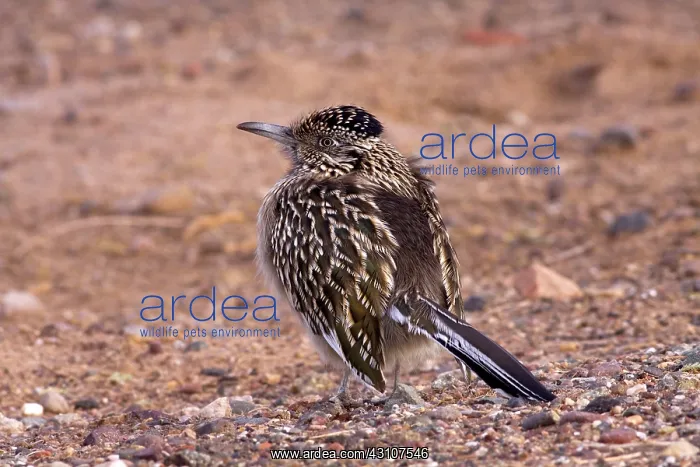 : Greater Roadrunner : Greater Roadrunner
