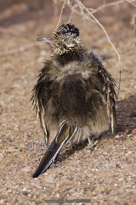 : Greater Roadrunner : Greater Roadrunner