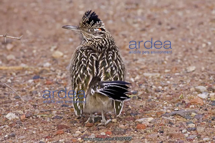 : Greater Roadrunner : Greater Roadrunner