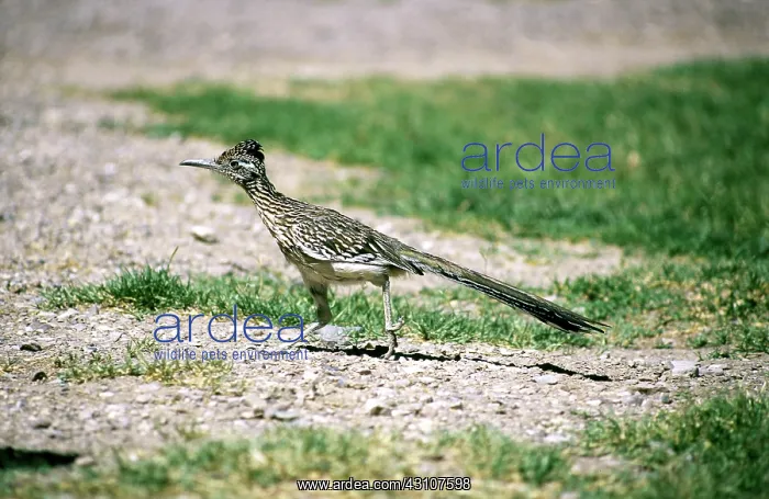 : Greater Roadrunner : Greater Roadrunner