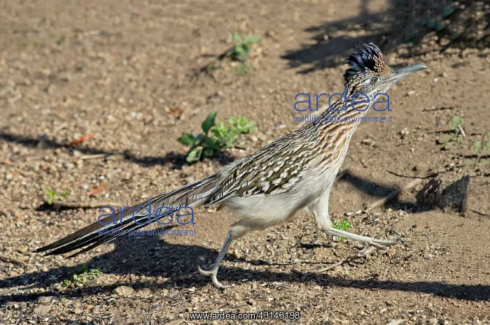 : Greater Roadrunner : Greater Roadrunner