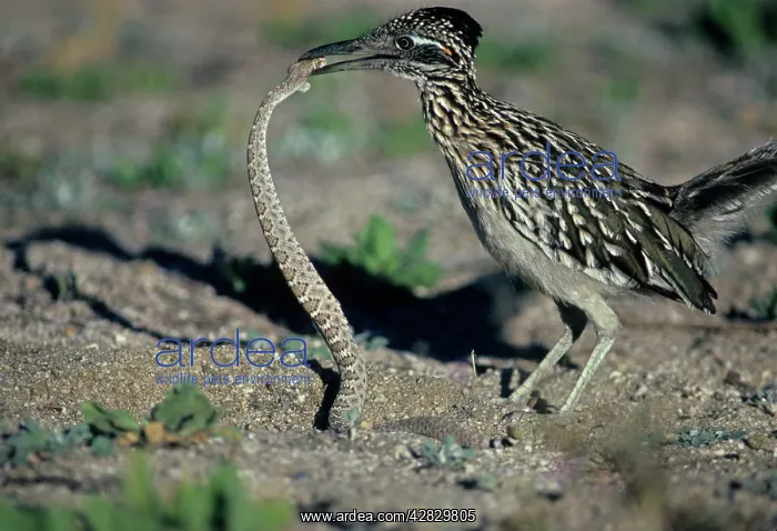 : Greater Roadrunner - Catching rattlesnake : Greater Roadrunner - Catching rattlesnake