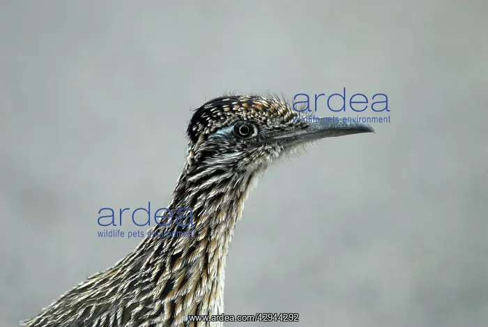 : Greater Roadrunner - close up of head : Greater Roadrunner - close up of head