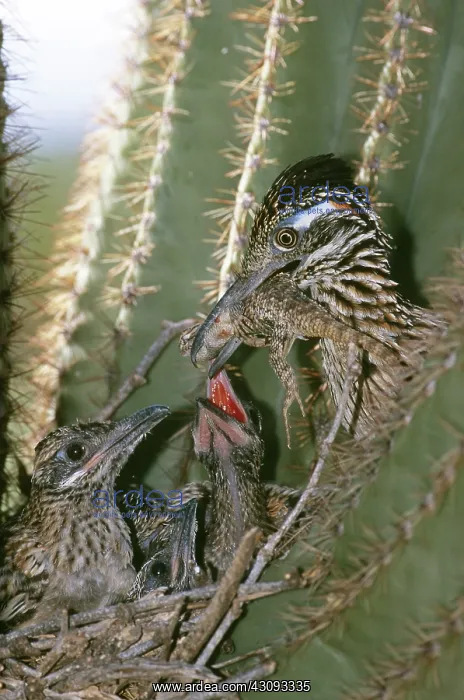 : Greater Roadrunner feeding nestlings : Greater Roadrunner feeding nestlings