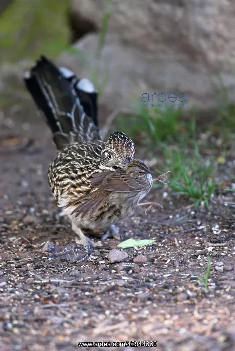 : Greater Roadrunner - With freshly caught sparrow species : Greater Roadrunner - With freshly caught sparrow species