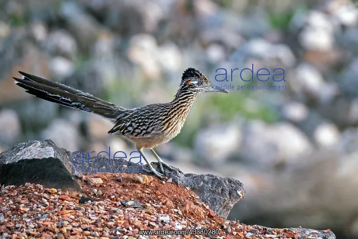 : Greater roadrunner (Geococcyx californianus), chaparral : Greater roadrunner (Geococcyx californianus), chaparral