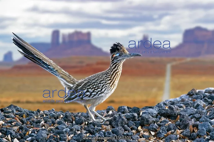: Greater roadrunner (Geococcyx californianus), chaparral : Greater roadrunner (Geococcyx californianus), chaparral
