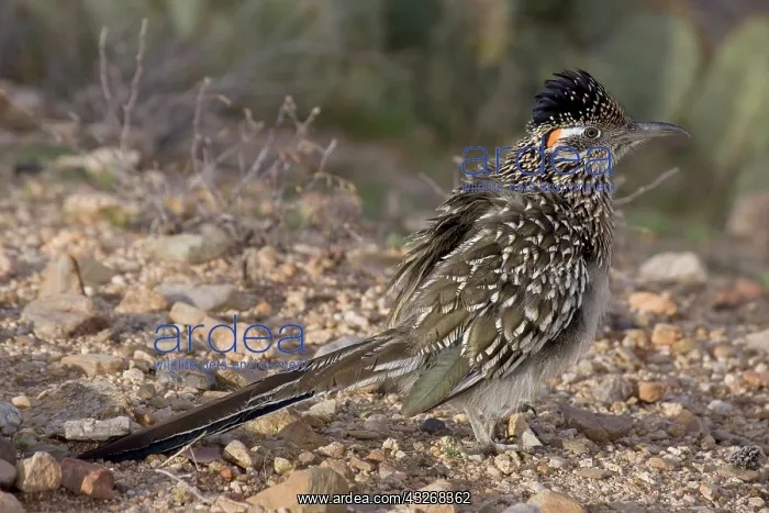 : Greater Roadrunner (Geococcyx californianus) - Arizona : Greater Roadrunner (Geococcyx californianus) - Arizona