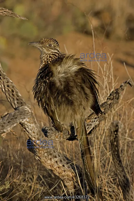  : Greater Roadrunner (Geococcyx californianus) - Arizona