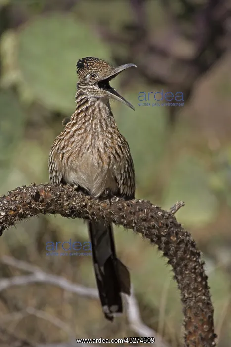 : Greater Roadrunner (Geococcyx californianus) - Arizona - Per : Greater Roadrunner (Geococcyx californianus) - Arizona - Per