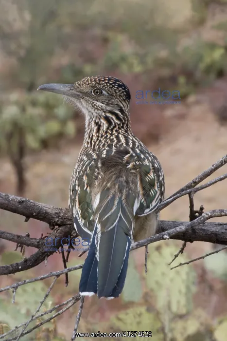 : Greater Roadrunner (Geococcyx californianus) - Arizona - Per : Greater Roadrunner (Geococcyx californianus) - Arizona - Per