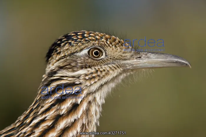 : Greater Roadrunner (Geococcyx californianus) - Arizona - Hea : Greater Roadrunner (Geococcyx californianus) - Arizona - Hea