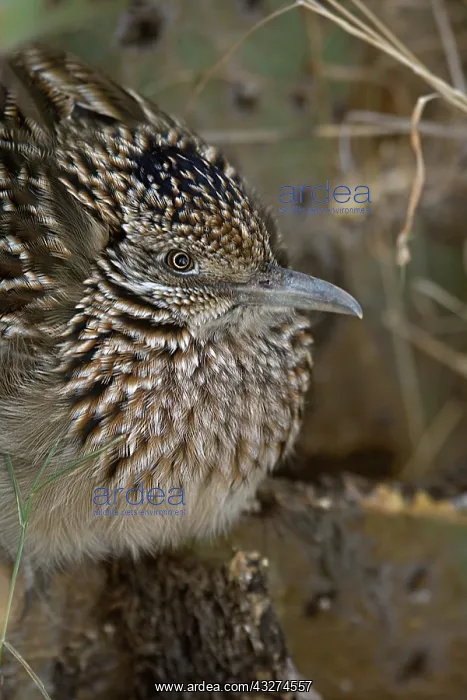 : Greater Roadrunner (Geococcyx californianus) - Arizona - Roo : Greater Roadrunner (Geococcyx californianus) - Arizona - Roo