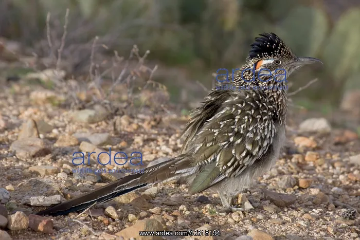 : Greater Roadrunner (Geococcyx californianus) - Arizona - Sun : Greater Roadrunner (Geococcyx californianus) - Arizona - Sun