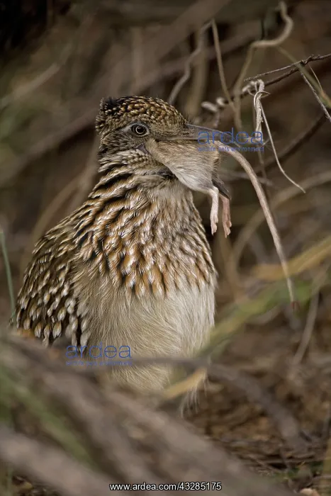 : Greater Roadrunner (Geococcyx californianus) - Arizona - Swa : Greater Roadrunner (Geococcyx californianus) - Arizona - Swa