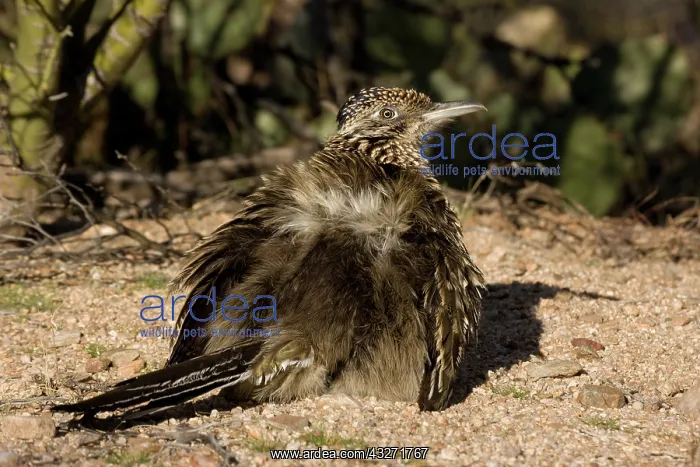 : Greater Roadrunner (Geococcyx californianus) - Arizona - War : Greater Roadrunner (Geococcyx californianus) - Arizona - War