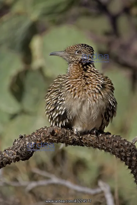 : Greater Roadrunner (Geococcyx californianus) - Arizona - War : Greater Roadrunner (Geococcyx californianus) - Arizona - War