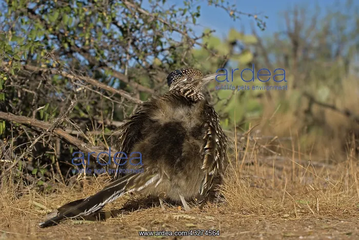 : Greater Roadrunner (Geococcyx californianus) - Arizona - War : Greater Roadrunner (Geococcyx californianus) - Arizona - War