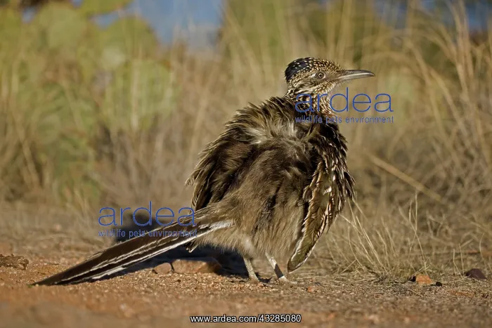 : Greater Roadrunner (Geococcyx californianus) - Arizona - War : Greater Roadrunner (Geococcyx californianus) - Arizona - War