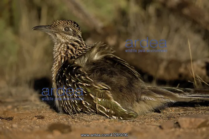 : Greater Roadrunner (Geococcyx californianus) - Arizona - War : Greater Roadrunner (Geococcyx californianus) - Arizona - War