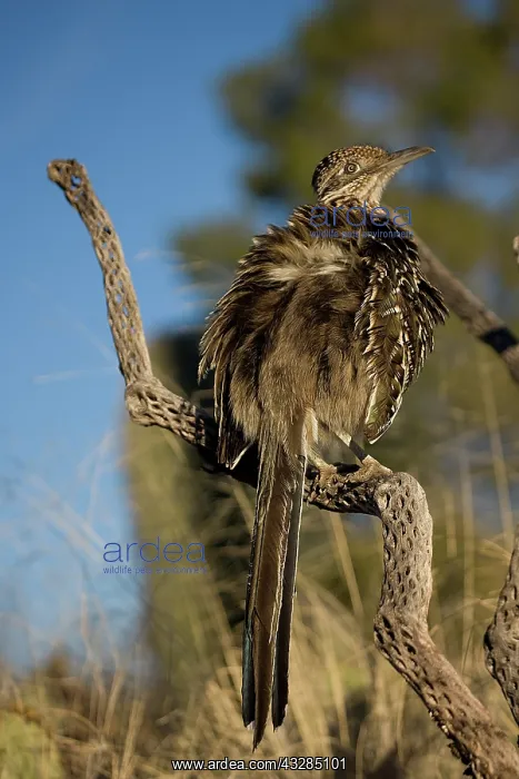 : Greater Roadrunner (Geococcyx californianus) - Arizona - War : Greater Roadrunner (Geococcyx californianus) - Arizona - War