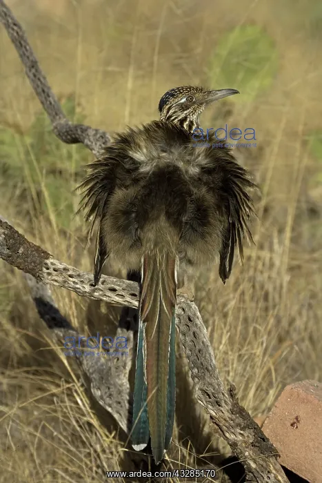 : Greater Roadrunner (Geococcyx californianus) - Arizona - War : Greater Roadrunner (Geococcyx californianus) - Arizona - War