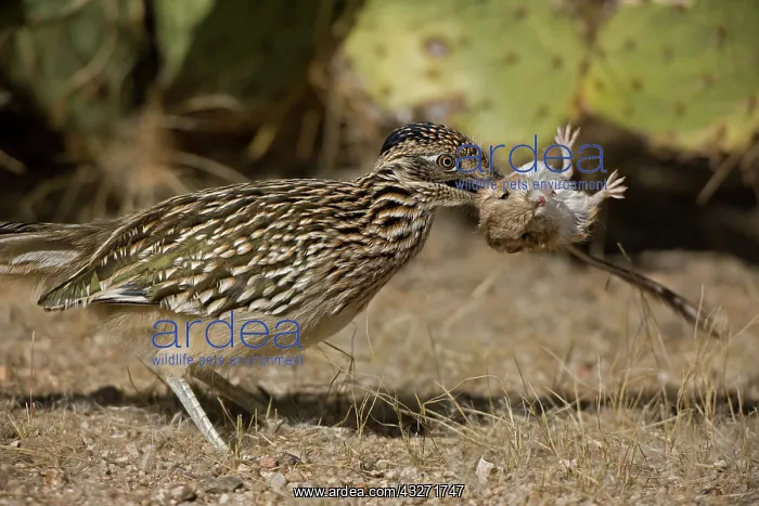 : Greater Roadrunner (Geococcyx californianus) - Arizona - Wit : Greater Roadrunner (Geococcyx californianus) - Arizona - Wit