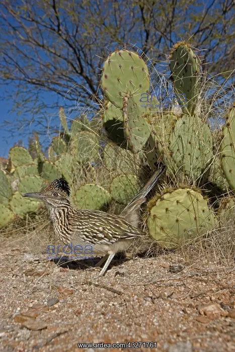 : Greater Roadrunner (Geococcyx californianus)In Sonoran Deser : Greater Roadrunner (Geococcyx californianus)In Sonoran Deser