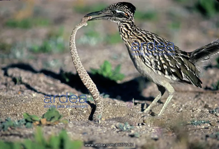  : Greater Roadrunner (Geococcyx callifornianus) - Catching rat