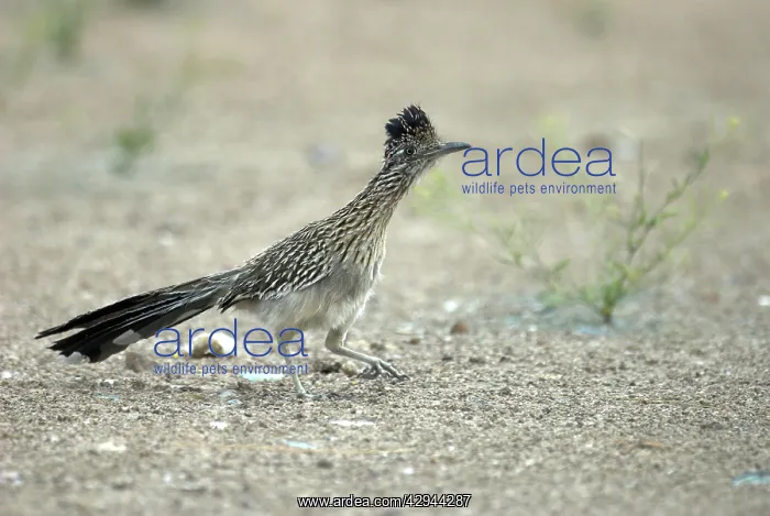 : Greater Roadrunner - On ground with foot raised : Greater Roadrunner - On ground with foot raised
