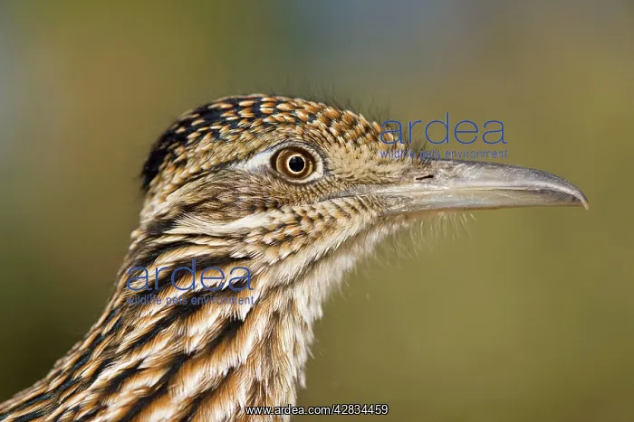 : Greater Roadrunner - head shot : Greater Roadrunner - head shot