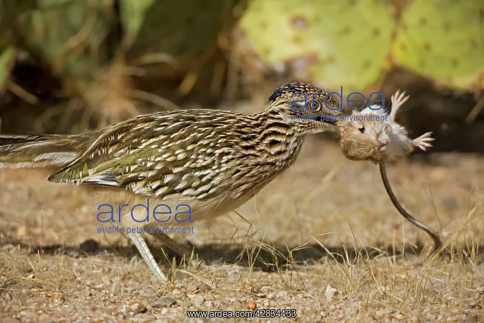 : Greater Roadrunner - with kangaroo rat in beak : Greater Roadrunner - with kangaroo rat in beak