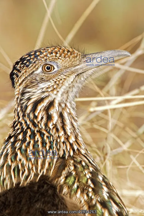 : Greater Roadrunner - Large-crested-terrestrial : Greater Roadrunner - Large-crested-terrestrial