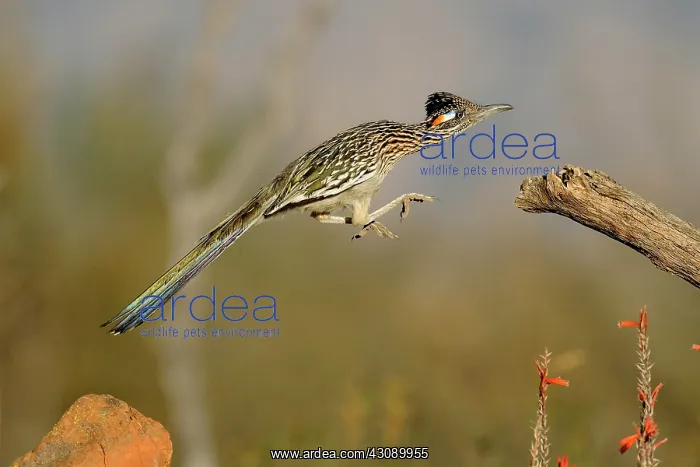 : Greater Roadrunner Leaping : Greater Roadrunner Leaping
