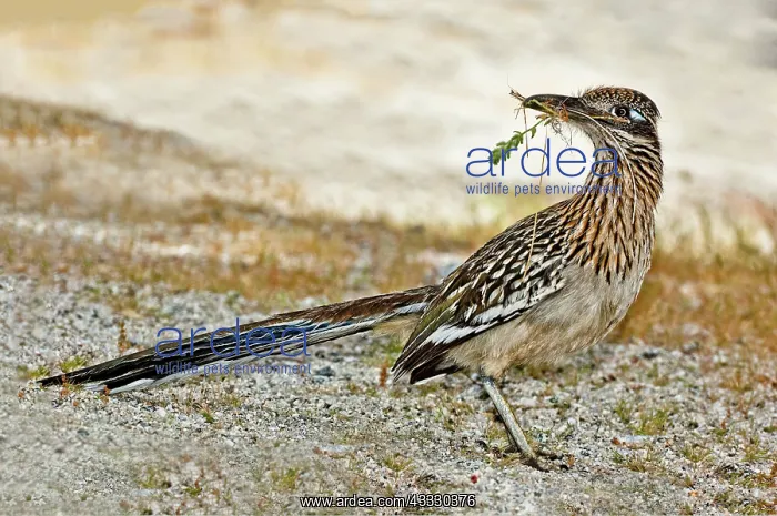 : Greater Roadrunner with nest material : Greater Roadrunner with nest material