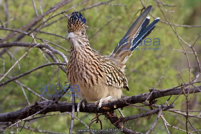 : Greater Roadrunner - Perched on branch : Greater Roadrunner - Perched on branch