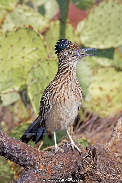  : Greater Roadrunner - Perched and calling