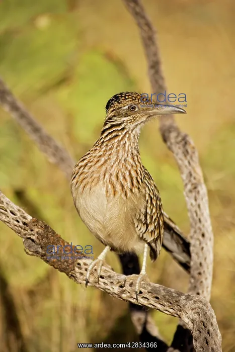  : Greater Roadrunner - Perched on cholla cactus branch