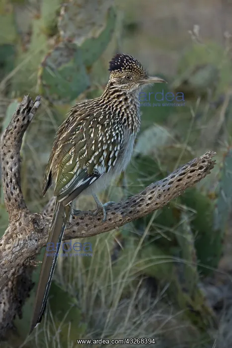 : Greater Roadrunner Perched - (Geococcyx californianus) : Greater Roadrunner Perched - (Geococcyx californianus)