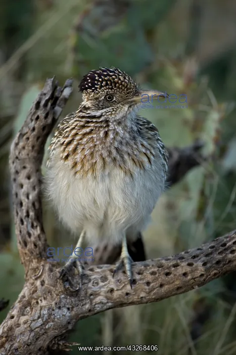 : Greater Roadrunner Perched - (Geococcyx californianus) : Greater Roadrunner Perched - (Geococcyx californianus)