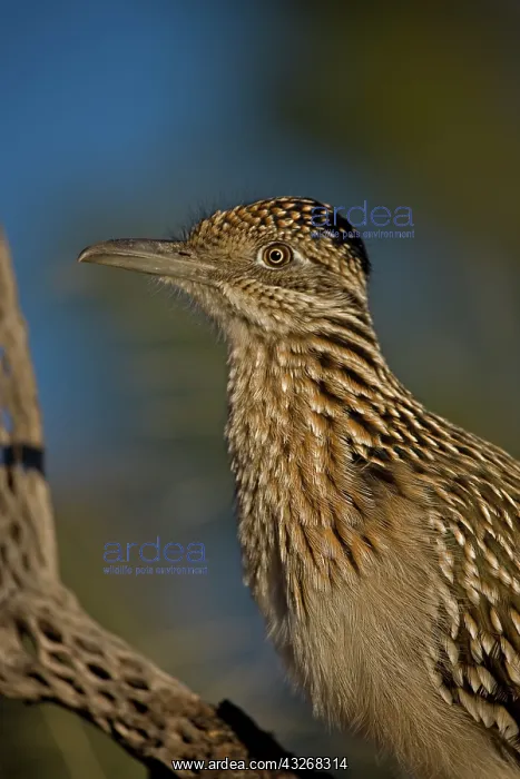 : Greater Roadrunner Portrait (Geococcyx californianus) : Greater Roadrunner Portrait (Geococcyx californianus)