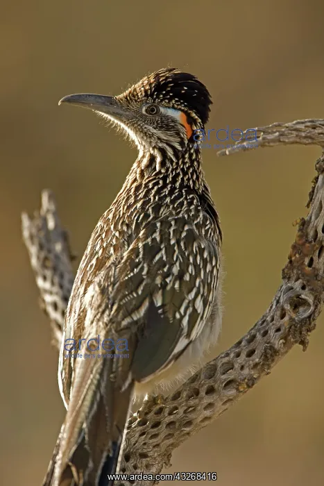 : Greater Roadrunner Portrait (Geococcyx californianus) : Greater Roadrunner Portrait (Geococcyx californianus)