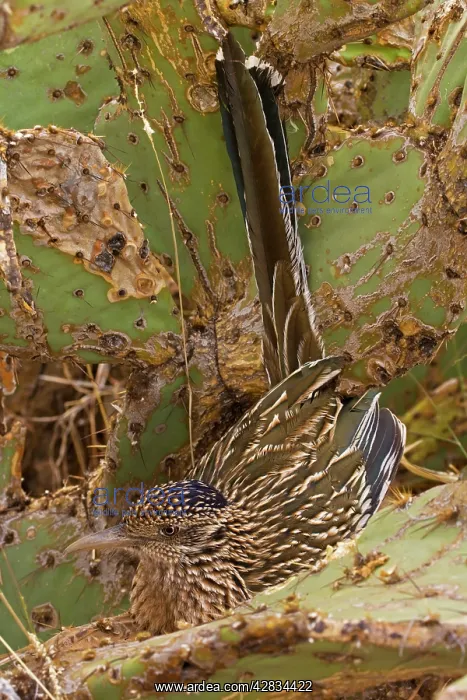 : Greater Roadrunner - In prickly pear cactus : Greater Roadrunner - In prickly pear cactus