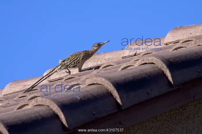 : Greater Roadrunner on roof : Greater Roadrunner on roof