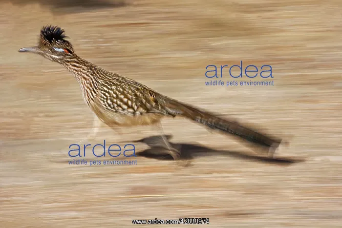 : Greater Roadrunner - Running : Greater Roadrunner - Running