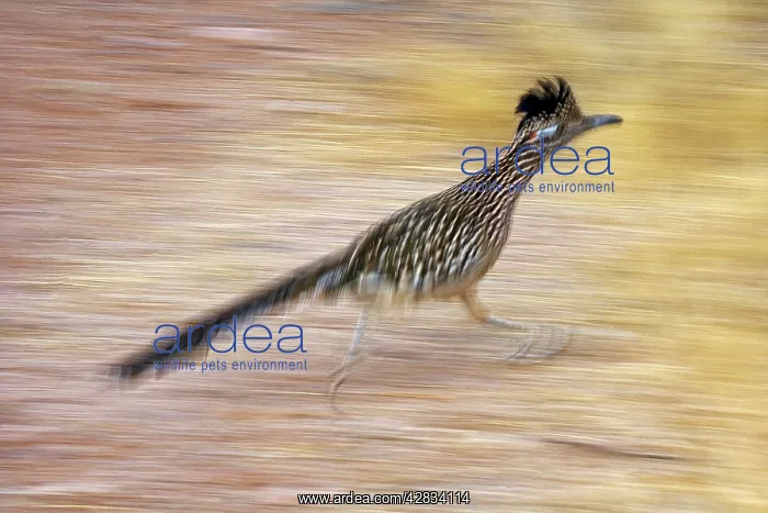 : Greater Roadrunner - Running : Greater Roadrunner - Running